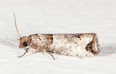 Notocelia culminana