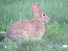 Sylvilagus floridanus