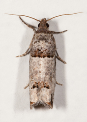 Notocelia culminana