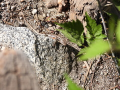 Sceloporus graciosus