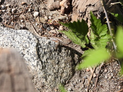 Sceloporus graciosus