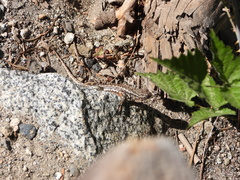 Sceloporus graciosus