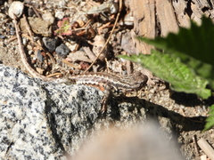 Sceloporus graciosus