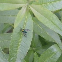 Sciapodinae