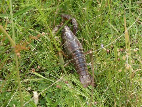 White River Crayfish, photo 4 of 10