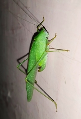 Phaneroptera