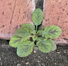 Salvia lyrata image