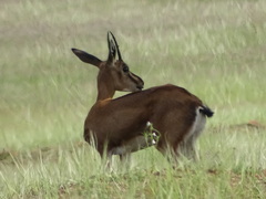 Gazella bennettii