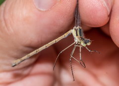 Lestes unguiculatus