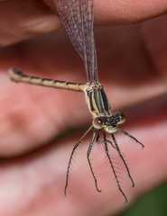 Lestes unguiculatus