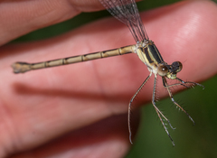 Lestes unguiculatus