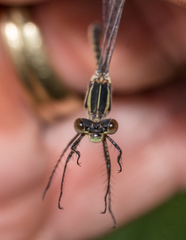 Lestes unguiculatus