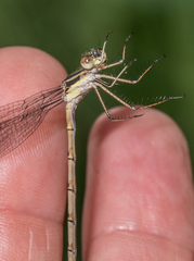 Lestes unguiculatus