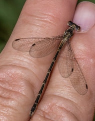 Lestes unguiculatus