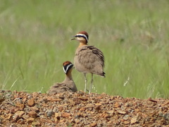 Cursorius coromandelicus