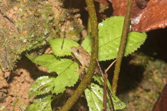 Agua Buena Dink Frog photo 2