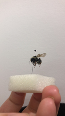Bombus vancouverensis