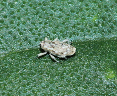Cylindrocopturus adspersus