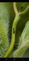 Franklinothrips