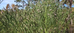 Eriostemon