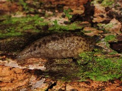 Philomycus flexuolaris