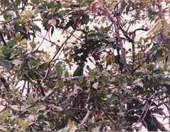 Pharomachrus antisianus