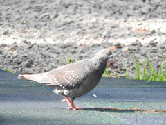 Columba livia