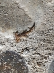 Centruroides elegans