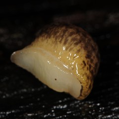 Philomycus flexuolaris