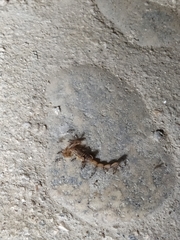 Centruroides elegans