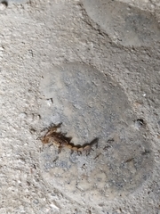 Centruroides elegans