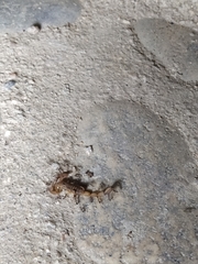 Centruroides elegans