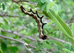 Citheronia beledonon