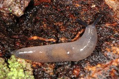 Pallifera dorsalis