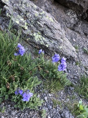 Polemonium confertum