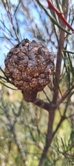 Hakea propinqua