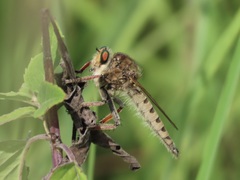 Promachus vertebratus