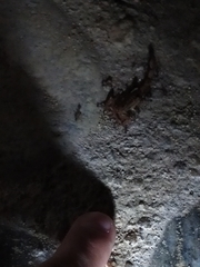 Centruroides elegans