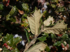 Quercus hypoxantha