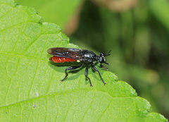 Lampria bicolor