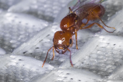 Solenopsis amblychila