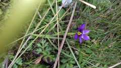 Sisyrinchium scabrum