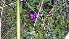 Sisyrinchium scabrum