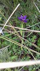 Sisyrinchium scabrum