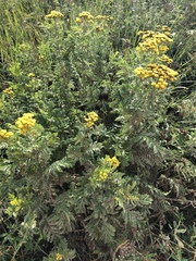 Tanacetum vulgare