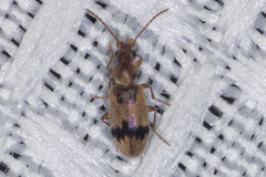 Notoxus desertus