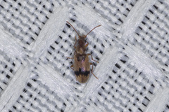Notoxus desertus