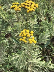Tanacetum vulgare