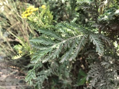 Tanacetum vulgare
