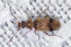 Notoxus desertus